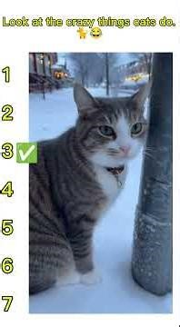 Cats Being Cats 😂 | The Most Hilarious, Clumsy & Unbelievably Funny Cat Fails Ever Caught on Camera