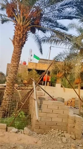 Exploring the Beauty of Palm Trees and Their Fruits