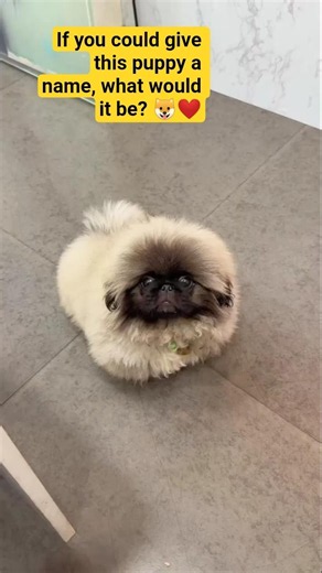 Fluffiest Puppy Ever? 🐶☁️ | Cute Pekingese Puppy Melts Hearts❤️#CuteDog #FluffyDog#DogLover#CutePets