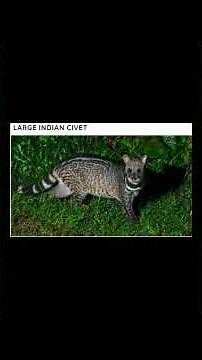 CIVET SPECIES