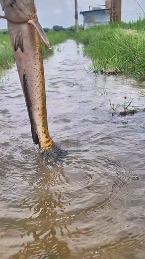 19K views · 49 reactions | monster Invasive Northern snakehead catch” | Catch Fish With ET | Facebook