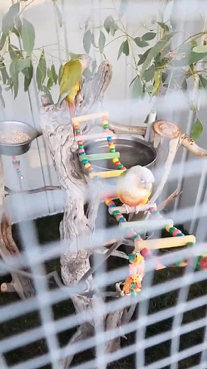 Ryan’s colourful bird aviary, keeps his feathered friends protected and secure 🦜🍃 Designed with low effort maintenance in mind for pet lovers like you 🪶 #pethome #aviaries #birdhouse | EasyShed