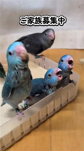 ウロコとマメ 2025 12 1