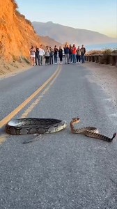 Drivers Freeze as Python and Rattlesnake Face Off 😲🤯🐍 #animals #wildlife | Minimaalife