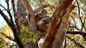 Coala Oso Koala Árbol - Free video on Pixabay