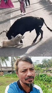 84K views · 172 reactions | কুকুরটার সাথে গরুটা কি করলো। #Amazing #dog #CAW #fbreels #Reelsvideo #reelsfb #shorts | BSL Saokat TECH 30 | Facebook