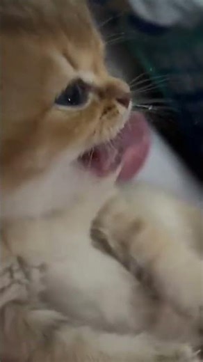 keras banget ini makanan apa cor cor an beton #cat #catlove #catcute #cutecat #kucing #kucinglucu