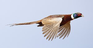More than 14,000 pheasants released for hunting in Ohio