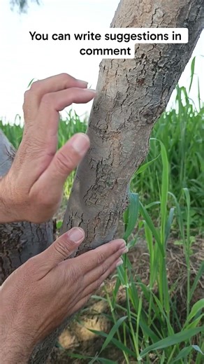 Satisfying Tree Massage ASMR & Tapping #shorts #asmr #treemassage