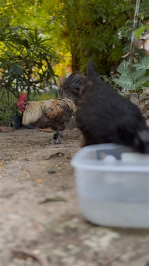 Backyard Chickens Hanging out with dog in the Garden