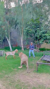 The lion try his best to catch the goat😱#lion #lionhub #viral #fyp #lionking #reels | Lion Hub