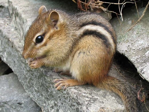 10 Things You Don't Know About Chipmunks