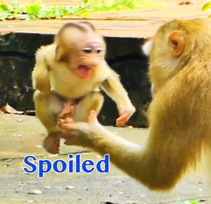 Try Not To Laugh Baby Monkey Cry Jump Up On Air Shaking Body So Spoiled During Angry Mom | Monkey Daily TV