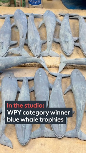 Our competition category winners all receive their own piece of the Natural History Museum to take home... a beautiful sculpture of Hope the Blue Whale! 🐋 Take a look behind the scenes at making these works of art with Nick Mackman. Remember, our competition closes for entries on Thursday 4 December 2025 at 11.30am GMT. That’s just 10 days to get your submissions in to be in with a chance of winning one of these incredible trophies! Enter and see more information on our competition: https://brn