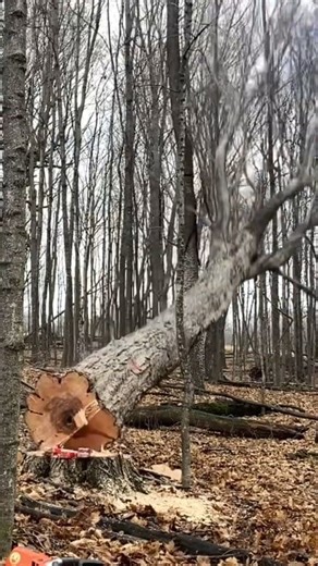#viralreels #husqvarna #westcoast #satisfying #usareels #trees #chainsaw #usa #arborist #treework | Alex Tree Removal