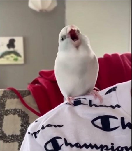 Wiggle a Bit