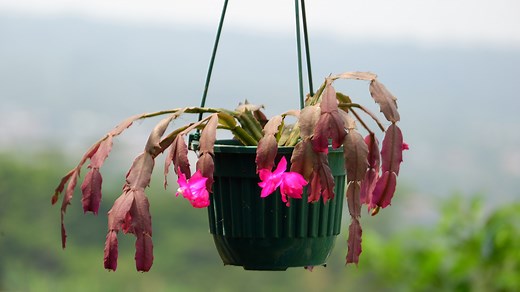 9 Foolproof Ways To Bring Your Dying Christmas Cactus Back To Life - House Digest