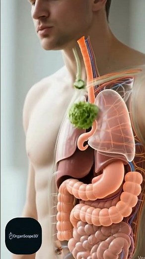 Healthy Food Digestion — Salad Breakdown in the Stomach