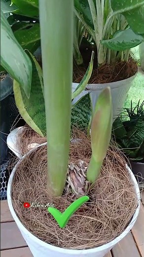 IT ACTUALLY WORKS‼️ Amaryllis Bulb Cutting Results