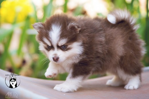 Le Pomsky : Taille, Caractère, Prix, origine, ou se procurer un Pomsky - On vous dit tout! - Elevage de Pomsky - Réservation de chiots Pomsky - Royal Pomsky