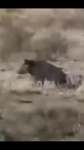 2.1M views · 6.6K reactions | Jetmisin sen oğlum . It is only visual sharing We definitely do not do sales and promotion We are against animal abuse we love animals We wish you a pleasant viewing . #kangal #malaklı #akbaş #haymana #haymanakarası #alabay #alabai #volkodav #anadoluçobankdokeği #meydancı #köpek #kurtcobain #kurt #kangaldog #kopek #sivas #aksaray #konya #denizli #village #dog #wolfdog #documentary #dogsofinstagram | Kangaltube | Facebook