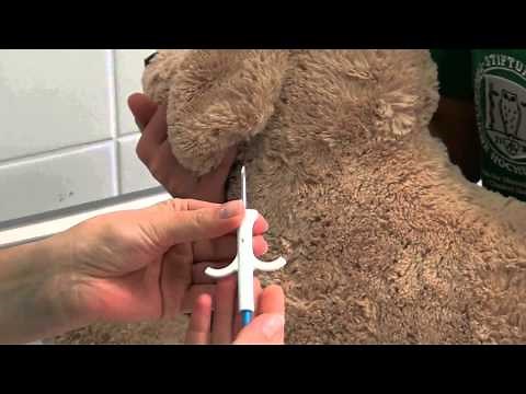 CSL: Implantation und Auslesen eines Transponders (Chip) - präsentiert am Modell