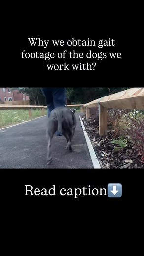 With all our cases we ask clients to send us Gait videos of their dogs. Why? ➡️ We often see a high link between pain and behaviour! So it’s important we rule this out! We are not vets and cannot diagnose, however we can gather information about your dog and provide this to your vet if necessary to help us rule out any possible medical issues that could be affecting your dogs behaviour ➡️ We can assess your dog through still images to assess your dog’s posture. This can be helpful to highlight s