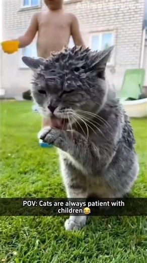 The Oscar goes to… my cat 😼 #shorts #funnyanimals #pets