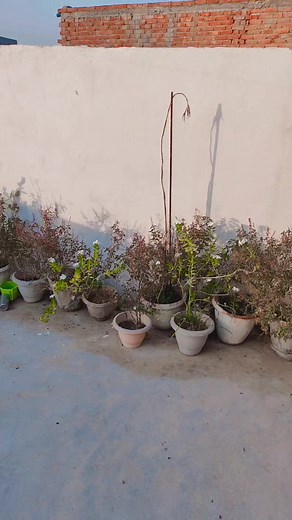 325K views · 3.7K reactions | Kurti set Order now - 9800045506 | ShristyAyush | Facebook