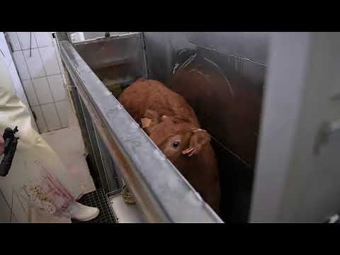 Mataderos - Método de aturdimiento vacas