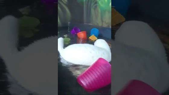 Albino mink shows off playful energy