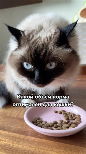 How much to feed your cat