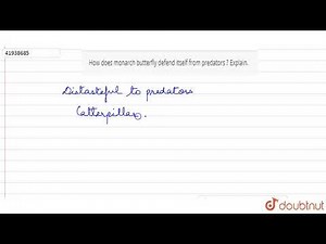 How does monarch butterfly defend itself from predators ? Explain.