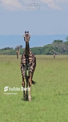 Giraffes Journey Together In Wild Group Movement