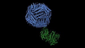 Structure of human transferrin receptor 1 (green) - H-ferritin (blue) complex. Animated 3D cartoon and Gaussian surface models, PDB 6h5i, black background