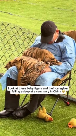 Three rescued baby tigers snuggled up on their caregiver’s lap and drifted off to sleep, and the caregiver couldn’t resist dozing off too. It’s a heart-melting moment that beautifully captures the special bond they share. Baby white tigers are rare and breathtaking, with their snowy coats and striking icy blue eyes. They’re not a separate species, but a colour variation of Bengal tigers caused by a recessive gene. Just like other tiger cubs, they’re playful, curious, and depend on their mother o