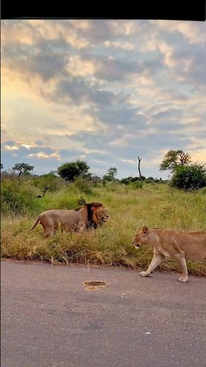 Why does the lioness slap the lion