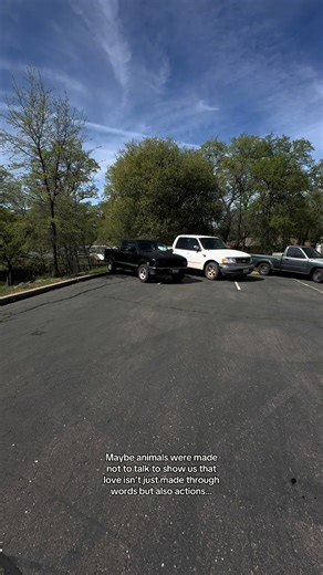 Devon specht (@devon_specht0)’s video of animals