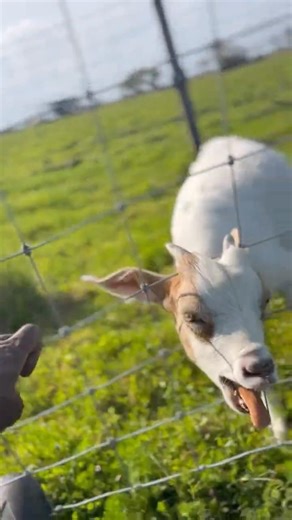 Animal rescue story | baby goat