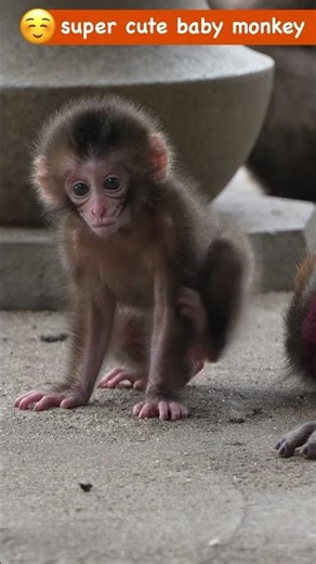 A Little Miracle! Baby Monkey's Close-Up Encounter with the Camera / monpai monyet baby bibi monkey