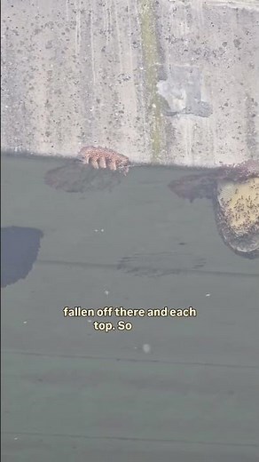 Frames of beeswax The original Langstroth hive was modeled off natural beehives 😍 The bees don't