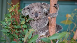 Koala cruelty prompts calls for tougher penalties