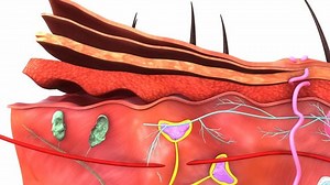 Skin Anatomy 4k Stock Footage Video (100% Royalty-free) 21300517 | Shutterstock