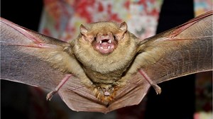 Florida Bats: They help way more than they hurt