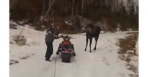 The moment a snowmobiling couple uses .380 to scare off attacking moose (VIDEO)