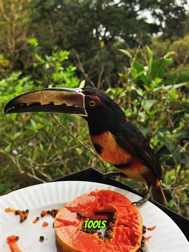 Why Toucans Have Massive Beaks 🦜😲 | Toucan Facts #shorts #animalfacts