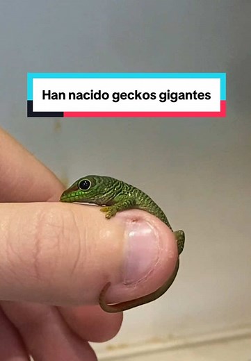 Nacimiento de geckos gigantes de Madagascar