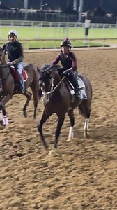 240K views · 2.8K reactions | Oh hello, Improbable Luck!  Our D. Wayne Lukas trainee has made great progress overall and in the gate! A very important step for a young horse. He's still set to make a debut this fall at Churchill Downs. | MyRacehorse | Facebook