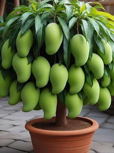 Best Tips for Growing Mango Trees at Home