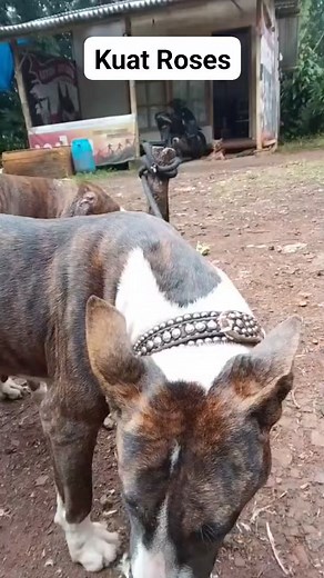 #dilawan ku si nyai mah | Ayi Safaat